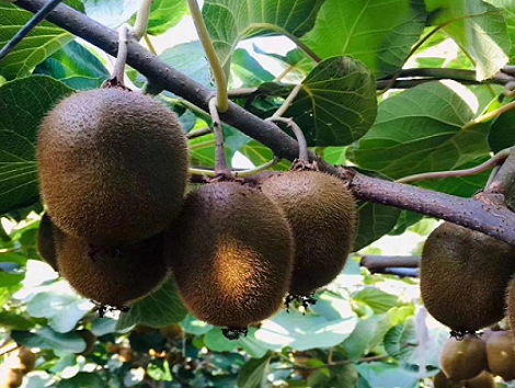 如何种植猕猴桃？