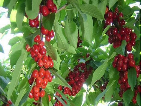 大樱桃的栽培管理技术总结