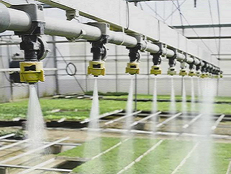 西红柿专用肥效果怎么样？