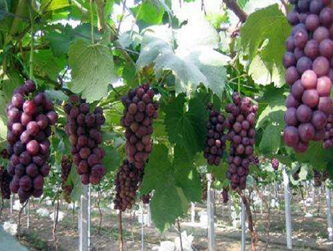 葡萄发芽期该施用什么肥料？