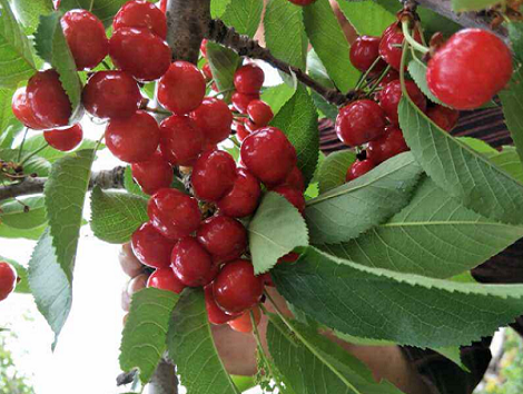 樱桃花期对环境有什么要求？