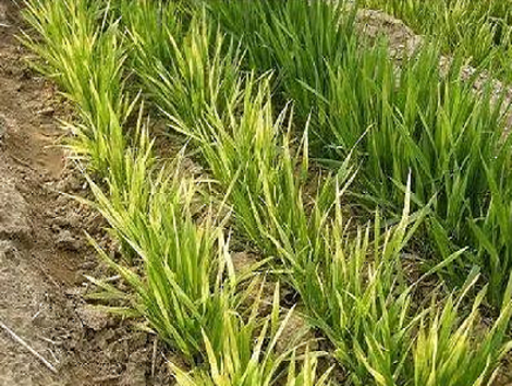 玉米缺氮元素相关症状