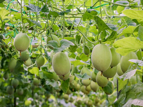甜瓜适用氨基酸水溶肥