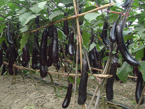 茄子后期合理施肥有效延长采摘期