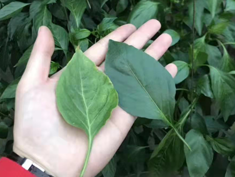 你买的微生物菌肥靠谱吗