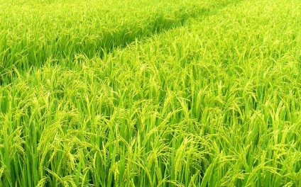 水稻