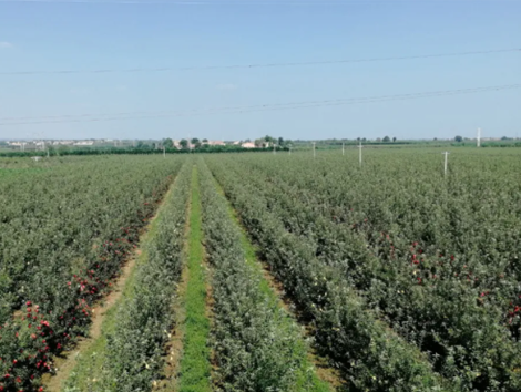 秋施基肥，有机肥、生物有机肥、微生物
