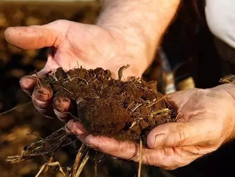 警告：土壤中没有它，化肥用再多也白瞎